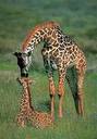 mother kiss